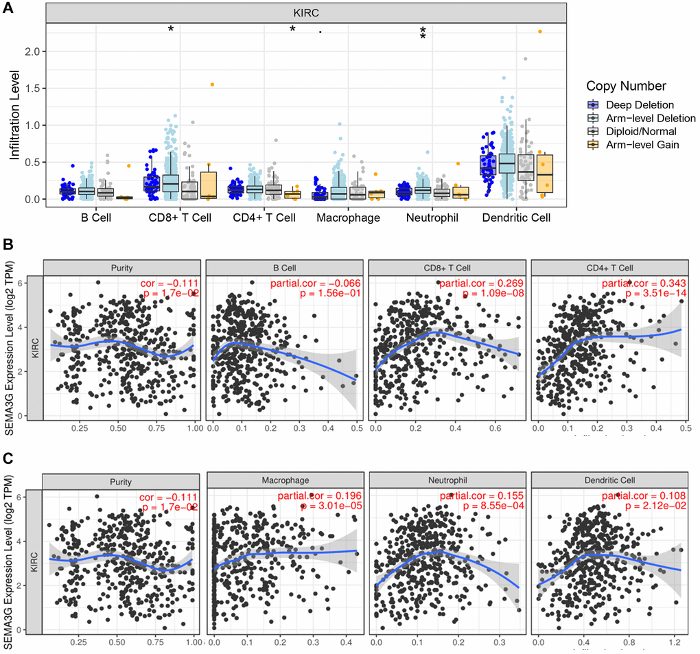 The relationship of immune cell infiltration with SEMA3G level in KIRC. (A) The infiltration level of different immune cells under various copy numbers of SEMA3G in KIRC. (B) The correlation of SEMA3G expression level with B cell, CD8+ T cell or CD4+ T cell in KIRC. (C) The correlation of SEMA3G expression level with macrophage, neutrophil or dendritic cell in KIRC. *P **P 