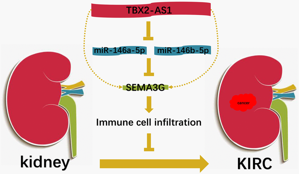 The model of TBX2-AS1-miR-146a/146b-5p-SEMA3G axis in KIRC.