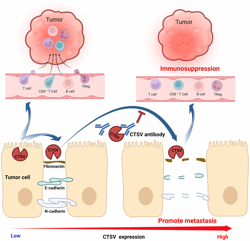 Graphic abstract A proposed model for the mechanism of CTSV in promoting lung cancer progression.