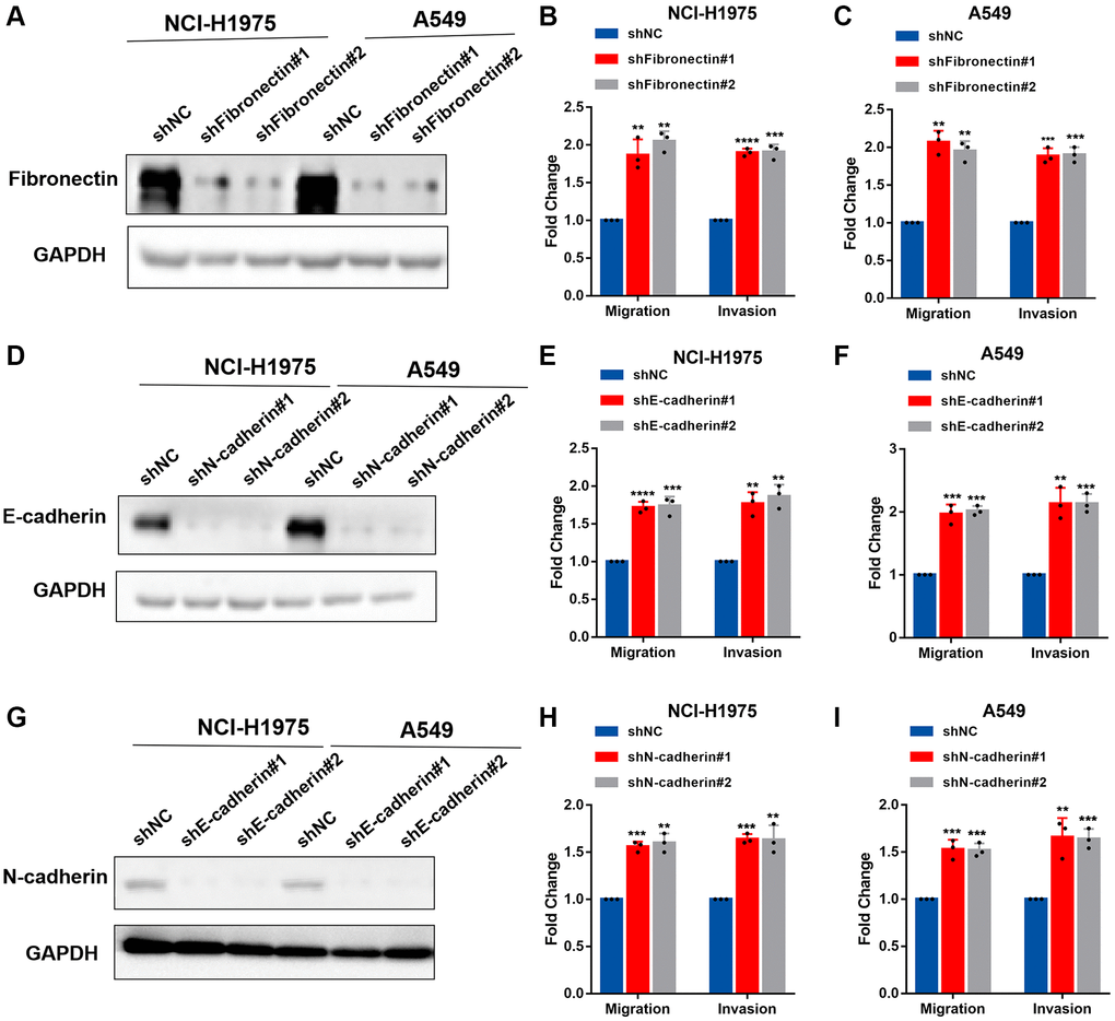 Fibronectin, E-cadherin, and N-cadherin regulate cell adhesion, migration, and invasion. (A–C) NCI-H1975 and A549 cells were transfected with shRNAs targeting fibronectin and then analyzed by Western blotting, migration and invasion assay. (D–F) NCI-H1975 and A549 cells were transfected with shRNAs targeting E-cadherin and then analyzed by Western blotting, migration and invasion assay. (G–I) NCI-H1975 and A549 cells were transfected with shRNAs targeting N-cadherin and then analyzed by Western blotting, migration and invasion assay. The grouping of blots cropped from different parts of the different gels. Data are shown as the mean ± SD and repeated for three biologically independent experiments. P-values are shown; two-tailed Student’s t-test. Abbreviation: NC: negative control shRNA. Vector, vector-only control. The representative data are repeated for three biologically independent experiments. Student’s t-tests were used for data analysis; *P **P-value ***P-value ****P-value 