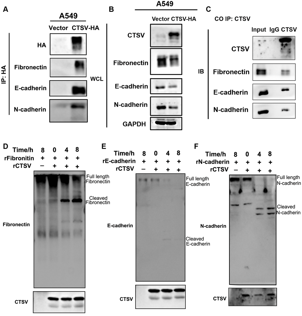 CTSV cleaves off fibronectin, E-cadherin, and N-cadherin. (A, B) Stable CTSV-HA A549 cells were subjected to coimmunoprecipitation assays using anti-fibronectin, anti-E-cadherin, and anti-N-cadherin antibodies, followed by Western blotting thrice. The grouping of blots cropped from different parts of the different gels. (C) Lysates of A549 cells were subjected to IP using anti-fibronectin, anti-E-cadherin, and anti-N-cadherin antibodies and control IgG, then detected by immunoblotting. (D–F) 1 μg recombinant human fibronectin, E-cadherin, and N-cadherin were incubated with 1 μg recombinant human CTSV at 37°C for the indicated periods. Fibronectin, E-cadherin, and N-cadherin fragments were detected using anti-fibronectin, anti-E-cadherin, and anti-N-cadherin antibodies. HA is shown as a control. The grouping of blots cropped from different parts of the same gels.