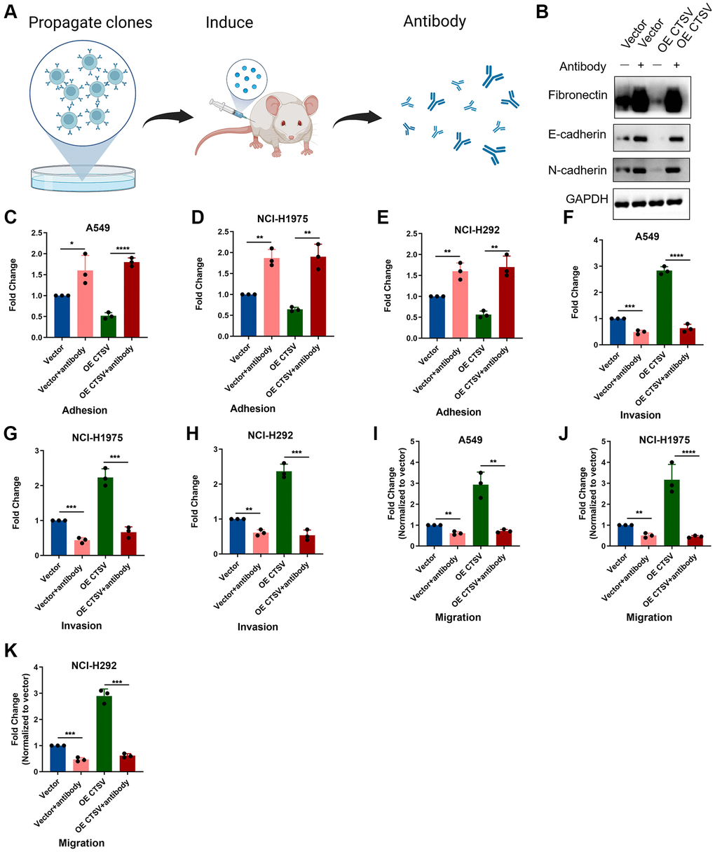 CTSV antibody blockade inhibits adhesion, migration, and invasion in lung cancer cells. (A) The schematic diagram for the experimental procedures of generating CTSV antibodies. (B) A549 cells treated with CTSV antibody were then subjected to immunoblotting assay using anti-fibronectin, anti-E-cadherin, and anti-N-cadherin antibodies. The grouping of blots cropped from different parts of the same gels. Full-length blots are shown in Supplementary Figure 1. (C–E) Adhesion assays were performed for the indicated stable A549, NCI-H1975, and NCI-292 cells pre-treated with CTSV antibody. (F–K) The indicated stable A549, NCI-H1975, and NCI-H292 cells were treated with CTSV antibody and examined by migration and invasion assay. The representative data are repeated for three biologically independent experiments. Student’s t-tests were used for data analysis; **P-value ***P-value ****P-value 