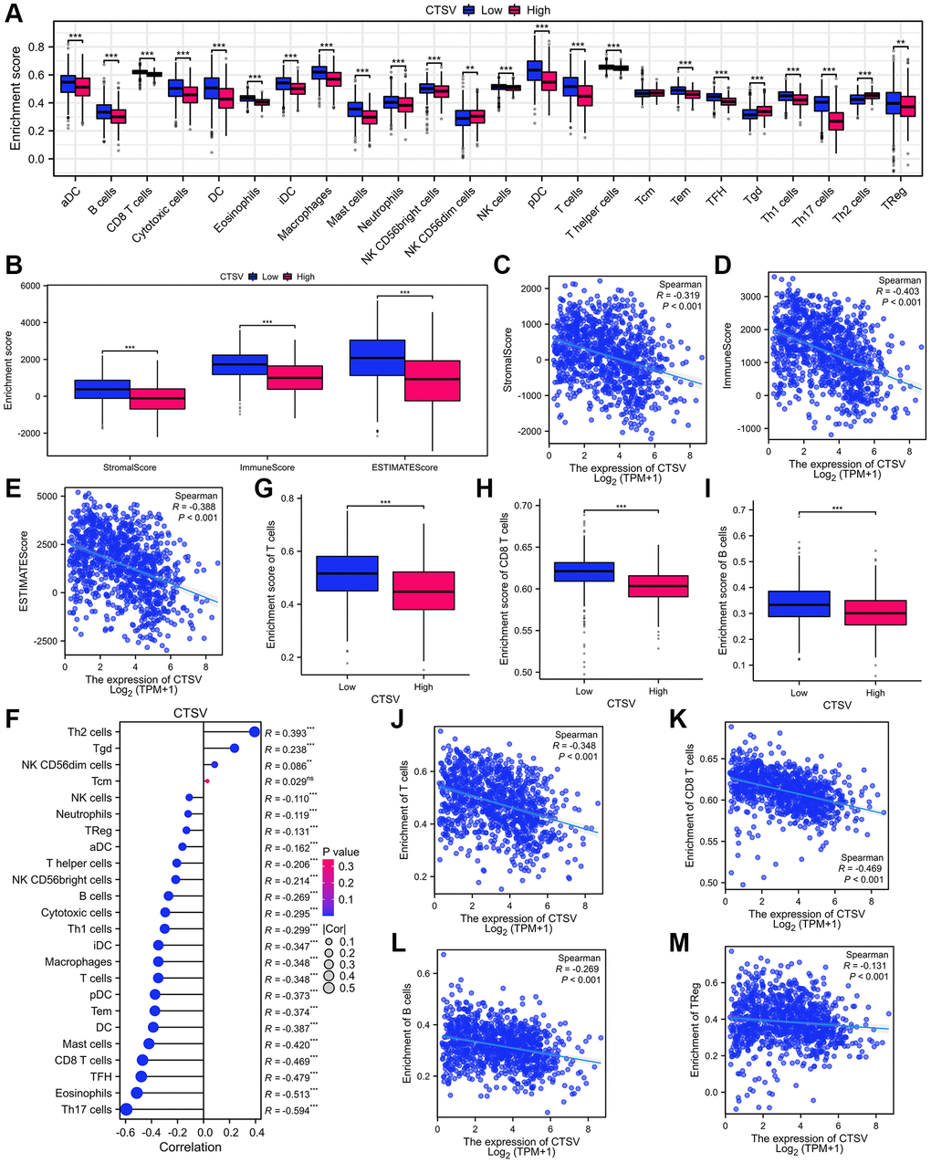 Analysis of immune infiltration and lung cancer microenvironment based on CTSV expression in TCGA database. (A) The immune cell infiltration analysis of lung cancer based on CTSV expression. (B–E) The expression of CTSV is correlated with significant immunosuppressive. (F–M) The expression of CTSV is negatively correlated with T cells (G, J), CD8 T cells (H, K), B cells (I, L), and TReg cells (M). *P **P ***P 