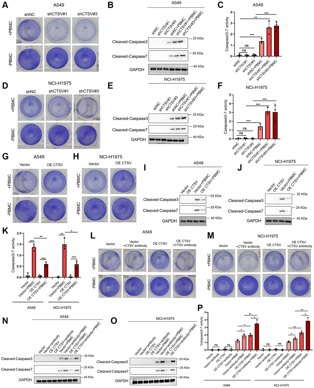 CTSV inhibits T cell activity in vitro. (A–K) Co-cultured the indicated stable A549 and NCI-H1975 cells with PBMCs for 48 h, then the remaining cells were fixed and dyed with 1% crystal violet. Western Blotting analysis of the remaining A549 and NCI-H1975 cells using anti-cleaved casepase3/−7 antibodies (B, E, I, J). Caspase 3/7 activity was measured using the Caspase-Glo 3/7 assay. Each bar represents the mean ± SEM (C, F, K). (L, M) The indicated stable A549 and NCI-H1975 cells were pre-treated with CTSV antibodies and then co-cultured with PBMCs for 48 h. Next, the remaining cells were fixed and dyed with 1% crystal violet. (N, O) Western Blotting analysis of the remaining A549 and NCI-H1975 cells from (L, M) using anti-cleaved casepase3/−7 antibody. (P) Caspase 3/−7 activity was measured using the Caspase-Glo 3/7 assay. **P-value ***P-value 