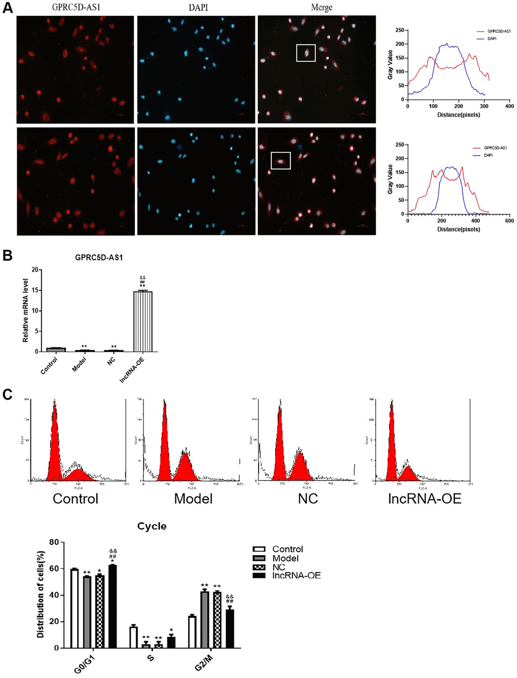 GPRC5D-AS1 restored the proliferation level of atrophic myoblasts. (A) FISH assay was utilized to identify the subcellular localization of long non-coding RNA (lncRNA) GPRC5D-AS1 in cells (200 ×). The red fluorescence represents GPRC5D-AS1, and the blue fluorescence represents the cell nucleus. Quantification of fluorescence intensities (Gray Value) by ImageJ software. (B) The efficiency of overexpression vector encoding GPRC5D-AS1 was examined by qRT-PCR. Human skeletal muscle myoblasts (HSMM) were the control group. 15 mM Dexamethasone (Dex) was added in HSMM to establish atrophy cell model (model group). Empty plasmid (NC group) and GPRC5D-AS1-OE plasmid (lncRNA-OE group) were transfected into atrophy cell model. Differences among groups were analyzed using ANOVA with Bonferroni’s multiple comparison test. *P **P #P ##P &P &&P C) Effects of GPRC5D-AS1 overexpression on cell cycle progression using flow cytometry after propidium iodide staining. Representative images were shown. *P **P #P ##P &P &&P 