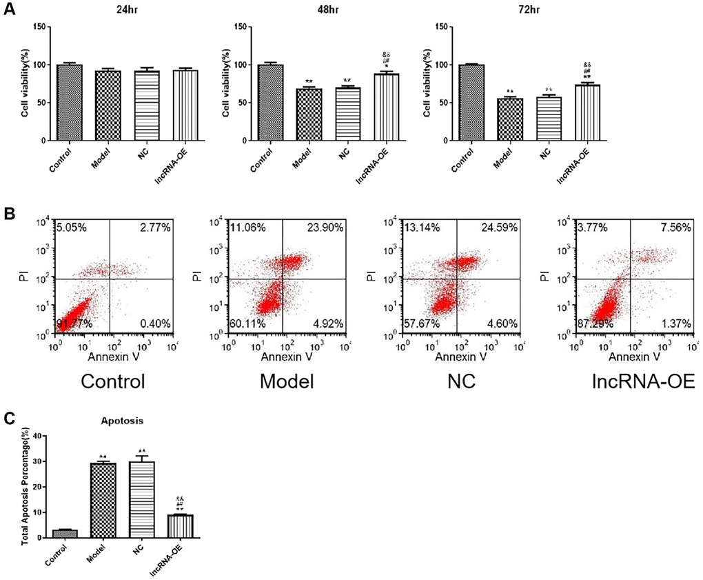 The effect of overexpression of GPRC5D-AS1 on cell viability and cell apoptosis. (A) Cell viability was assessed by CCK-8 assay. HSMM was control group. Dex (15 mM) was added in HSMM to establish atrophy cell model (model group). Empty plasmid (NC group) and GPRC5D-AS1-OE plasmid (lncRNA-OE group) were transfected into atrophy cell model and incubated for 24 h, 48 h and 72 h. *P **P #P ##P &P &&P B) Cell apoptosis was assessed by flow cytometry. Groups were set as previously mentioned. Empty plasmid and GPRC5D-AS1-OE plasmid were transfected into atrophy cell model and incubated for 48 h. (C) Quantitative analysis of cell apoptosis. *P **P #P ##P &P &&P 