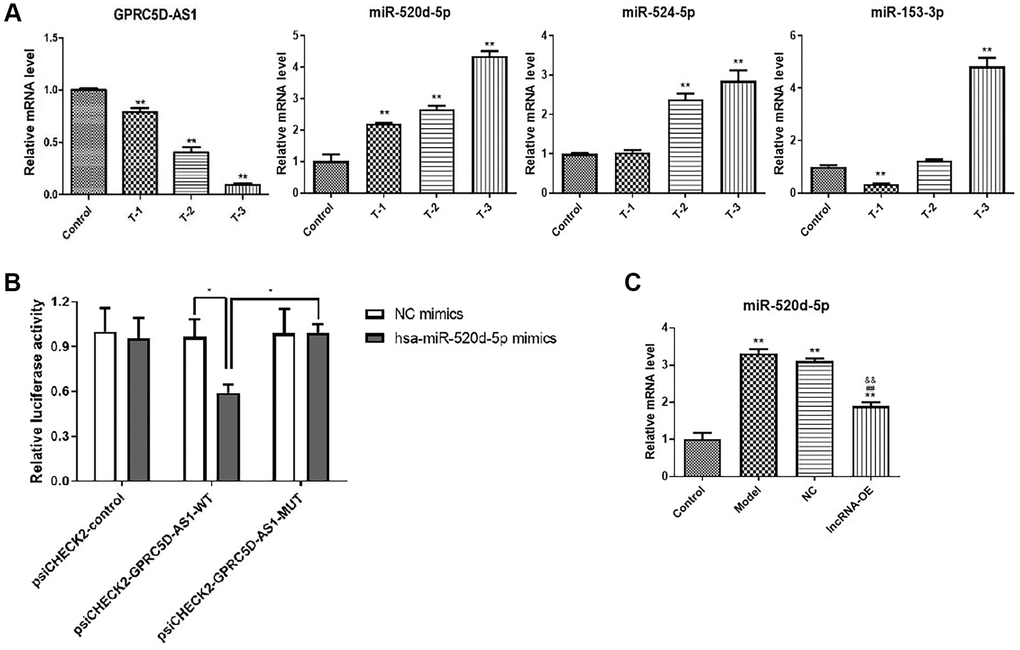 Prediction and validation of miR-520d-5p as one of target miRNAs of GPRC5D-AS1. (A) qRT-PCR analyzed gene expression level of GPRC5D-AS1, miR-520d-5p, miR-153-3p and miR-524-5p. Different concentrations of Dex (5 mM, 10 mM and 15 mM) were added in HSMM and incubated for 48 h. Control: HSMM; T-1: 5 mM Dex; T-2:10 mM Dex; T-3:15 mM Dex. *P **P B) NC mimic and miR-520d-5p mimic were co-transfected with plasmid psiCHECK2-GPRC5D-AS1-WT luciferase vector or psiCHECK2-GPRC5D-AS1-MUT vector into in human skeletal muscle myoblasts, and the normalized relative luciferase activities (Renilla/firefly) were analyzed. *P C) qRT-PCR analyzed gene expression of miR-520d-5p. HSMM was control group. Dex (15 mM) was added in HSMM to establish atrophy cell model (model group). Empty plasmid (NC group) and GPRC5D-AS1-OE plasmid (lncRNA-OE group) were transfected into atrophy cell model and incubated for 48 h. *P **P #P ##P &P &&P 