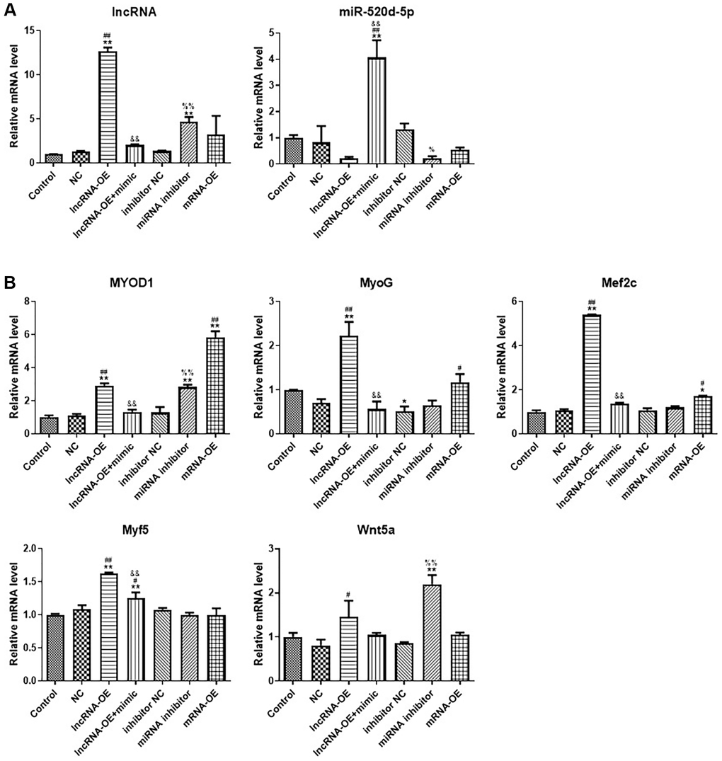 LncRNA GPRC5D-AS1 interacted with miR-520d-5p to promote myoblast proliferation. (A, B) qRT-PCR analyzed gene expression of GPRC5D-AS1, miR-520d-5p, MyoD1, MyoG, Mef2c, Myf5 and Wnt5a. 15 mM Dex was added in human skeletal muscle myoblasts to establish atrophy cell model (control group). Empty plasmid (NC group), GPRC5D-AS1-OE (lncRNA-OE group), GPRC5D-AS1-OE + miR-520d-5p mimic (lncRNA-OE + mimic group), miRNA inhibitor control (inhibitor NC group), miR-520d-5p inhibitor (miRNA inhibitor group) or MYOD1-OE plasmid (mRNA-OE group) was transfected into atrophy cell model and incubated for 48 h. *P **P #P ##P &P &&P %P %%P 