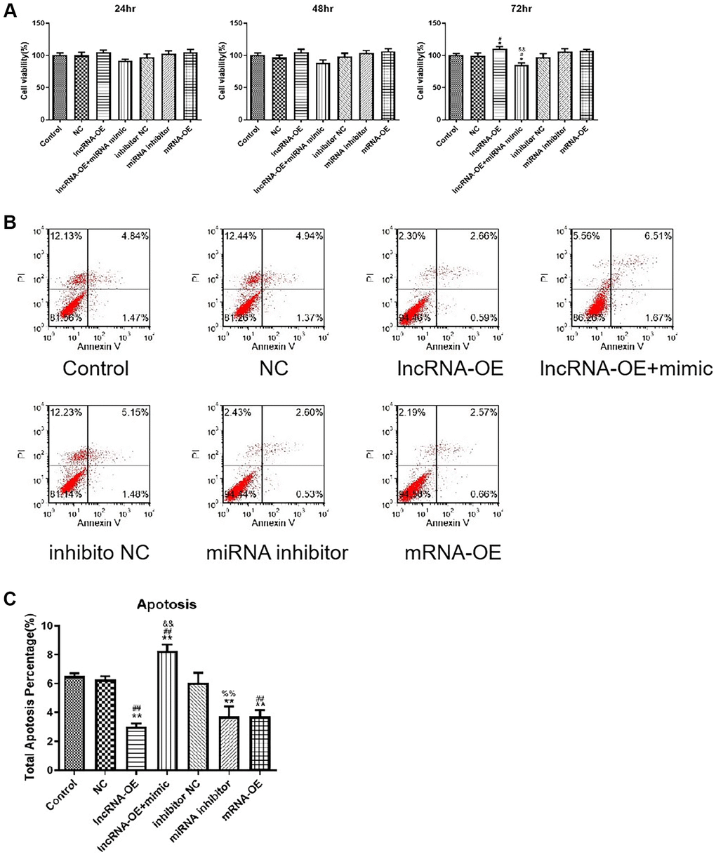 LncRNA GPRC5D-AS1 regulated cell viability and cell apoptosis by miR-520d-5p. (A) Cell viability was assessed by CCK-8 assay. 15 mM Dex was added in HSMM to establish atrophy cell model (control group). Empty plasmid (NC group), GPRC5D-AS1-OE (lncRNA-OE group), GPRC5D-AS1-OE + miR-520d-5p mimic (lncRNA-OE + mimic group), miRNA inhibitor control (inhibitor NC group), miR-520d-5p inhibitor (miRNA inhibitor group) or MYOD1-OE plasmid (mRNA-OE group) was transfected into atrophy cell model and incubated for 24 h, 48 h and 72 h. *P #P &P &&P B) Cell apoptosis was assessed by flow cytometry. Groups were set as previously mentioned. Six different plasmids were transfected into atrophy cell model and incubated for 48 h. (C) Quantitative analysis of cell apoptosis. *P **P #P ##P &P &&P %P %%P 