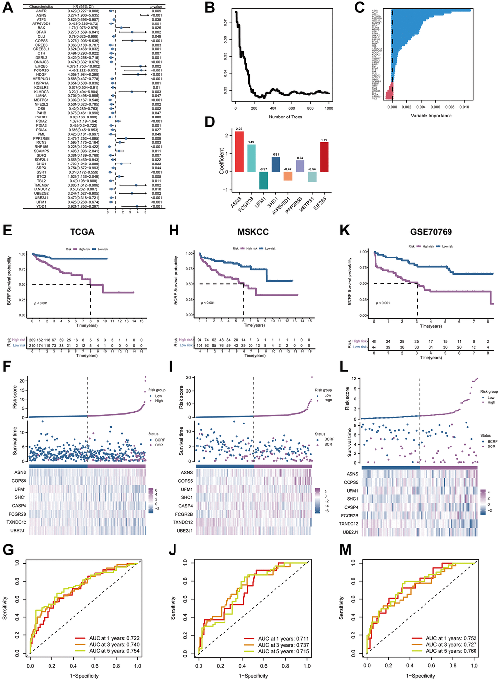 The establishment of ERscore and verification of its prognostic efficiency. (A) Univariate Cox regression analysis recognized 47 prognosis-associated genes. (B) Correlations between error rate and classification trees. (C) The relative importance of prognosis-associated genes. (D) The corresponding coefficients of ERscore-constructed genes. (E) The Kaplan-Meier method unveiled a significantly worse BCRF survival of the high-risk cohort compared to the low-risk cohort. (F) The illustrations of all patient’s survival condition, risk variations, and ERscore distributions. (G) ROC approach validated that ERscore was a promising prognostic indicator. (H–M) The outcomes of MSKCC and GSE70769 cohorts also validated ERscore’s prognostic value.