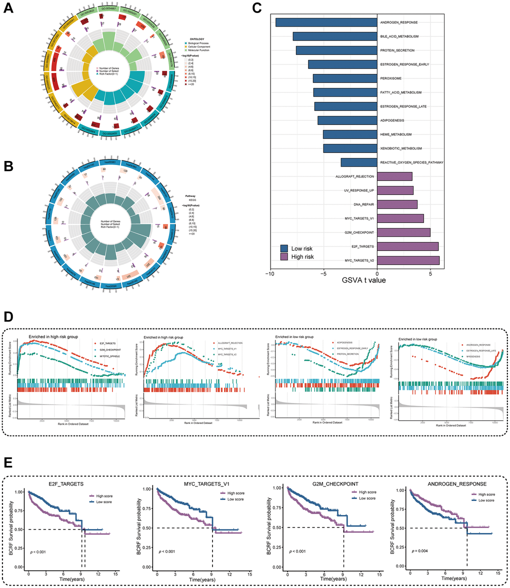 Investigation of underlying mechanism regarding ERscore. (A) GO enrichment analysis of ERscore. (B) KEGG pathway analysis of ERscore. (C) Determination of oncogenic hallmark pathways in terms of the ERscore risk cohorts utilizing GSVA. (D) The GSEA outcomes for the hallmark pathways between the high- and low-risk patients. (E) Kaplan-Meier curve uncovered the BCRF survival in overlapping hallmark pathways between GSVA and GSEA.