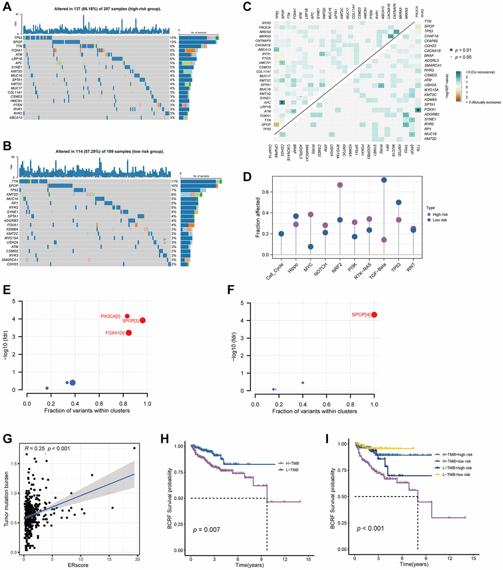 Genetic mutations landscape in terms of the ERscore risk cohorts. (A, B) Waterfall plots of genetic mutations in high- and low-risk groups, respectively. (C) The co-occurring or exclusive mutations across the top 25 mutated genes between the two cohorts. (D) The results of mutation enrichment of remarkable oncogenic pathways. (E, F) The investigation of tumorigenic genes in high- and low-risk groups, respectively. (G) The relationship of ERscore and TMB. (H, I) Kaplan-Meier curve revealed the BCRF survival in distinct TMB and ERscore groups.