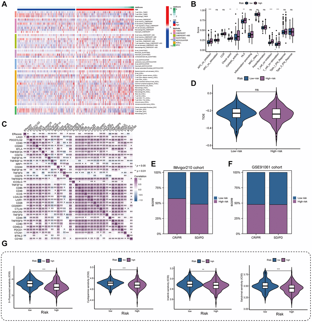 Immune landscape and treatment response prediction. (A) Estimation of immune cell infiltration in high- and low-risk teams. (B) Explorations of immunological responses in terms of the ERscore risk groups. (C) Correlations between ERscore and immune checkpoints. (D) TIDE algorithm identified the difference in immunotherapy response between high- and low-risk groups. (E, F) The prediction of immunotherapy response using IMvigor210 and GSE70769 cohorts. (G) The prediction of chemotherapy response of PRAD patients with different ERscores. *p **p ***p 