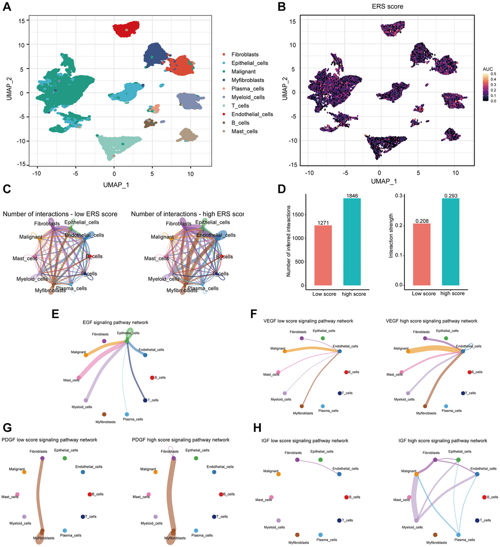 The association of ERS-based signature with the scRNA-seq characteristics. (A) UMAP plot revealed the composition of 10 main clusters derived from PRAD scRNA seq data. (B) The AUC score (activity) of ERS-based signature in 10 main clusters. (C) Circos plots showed inferred ligand-receptor interactions of the high and low ERS score groups. (D) Differences in intercellular interactions (number and strength) of all cells between the high and low score groups. (E–H) Circos plots displayed the differences in EGF, VEGF, PDGF, and IGF signaling pathways between the high and low score groups.