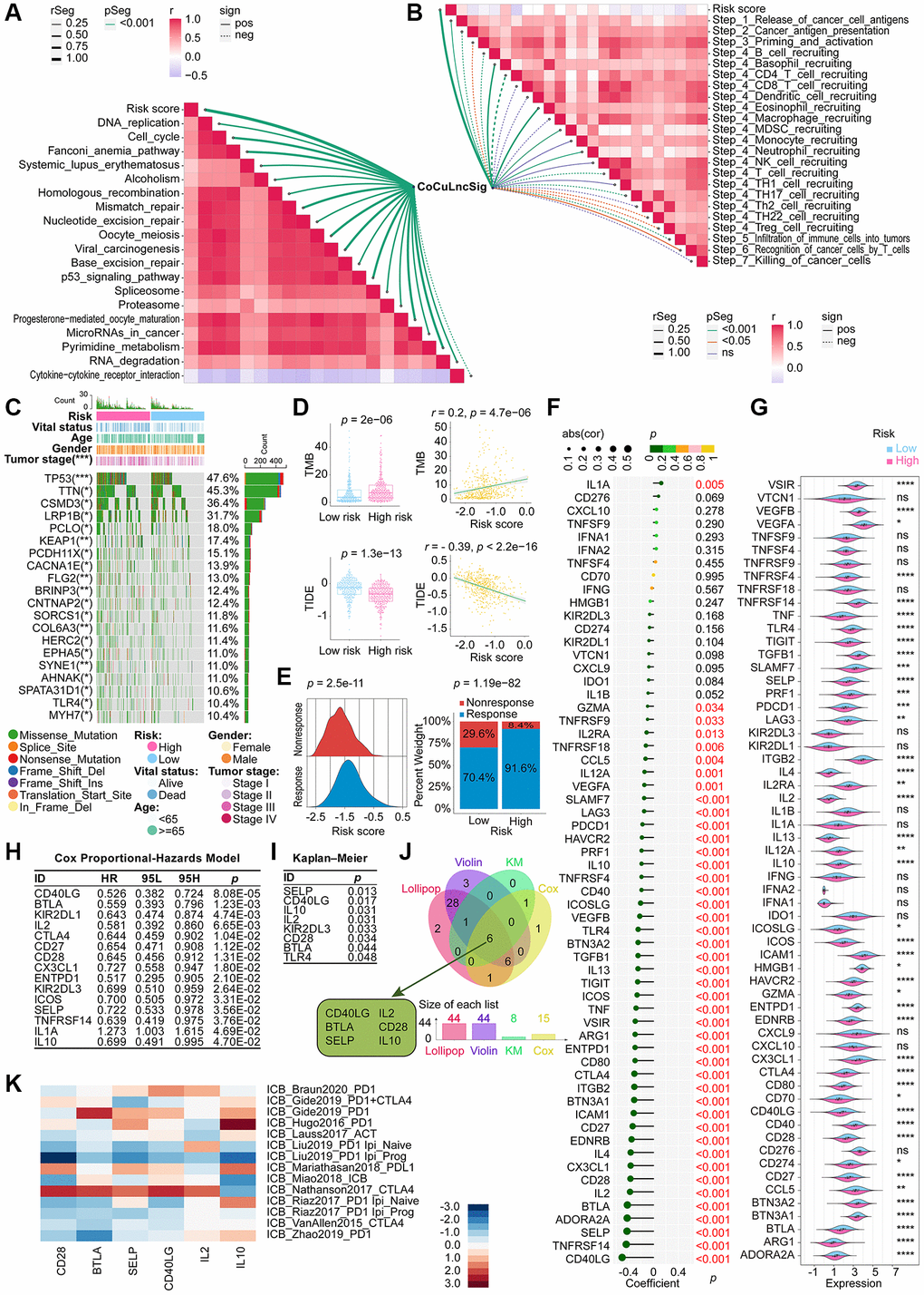 Demonstration of the relationship between the CoCuLncSig and immunotherapy [80]. Correlation between risk score and ICB response signature (A) and correlation between risk score and each step of the tumor immune cycle (B). (C) A waterfall plot displays the mutational landscape of the 20 most frequently mutated genes in LUAD. Furthermore, the plot showcases the variations in mutations of these genes between the high-risk and low-risk LUADs. (D) Boxplots on the left show the difference in the distribution of TMB and TIDE among high-risk and low-risk patients by the Wilcoxon rank sum test. On the right side, scatterplots depict the correlations between risk scores and TMB and TIDE, evaluated by Pearson analysis. (E) The ridgeline plot (left) presents the distribution of risk score variation in nonresponse and response LUADs. The proportion (right) of patients with response and nonresponse to immunotherapy in the high and low CoCuLncSig score groups. (F) Lollipop plots visualize the correlation between CoCuLncSig and immune checkpoints. Correlation was detected by Pearson’s coefficient test. (G) Violin plots showing differences in expression of immune checkpoint genes between high and low risk groups. Differences in expression were analyzed using the Wilcoxon rank sum test. (H) Cox analysis was performed to reveal the prognostic potential of the 60 checkpoint genes. The Cox results showed that 15 checkpoint genes had prognostic ability. (I) KM analysis evaluated whether high-expression and low-expression checkpoint genes had the predictive ability for LUAD outcomes. The KM results demonstrated that 8 out of 60 checkpoint genes could discriminate LUAD prognosis. (J) The Venn diagram merges findings from correlation analysis, difference distribution analysis, Cox analysis, and KM analysis to identify the checkpoint genes associated with CoCuLncSig and impacting the prognosis of LUAD. (K) A heatmap has been generated to display published datasets’ relative immunotherapy scores for six checkpoint genes. The checkpoint genes, ranked in order of their immunotherapy score from high to low, are IL10, IL2, CD40LG, SELP, BTLA, and CD28. The immunotherapy scores have been subjected to zero-mean normalization. CoCuLncSig: copper homeostasis and cuproptosis regulated lncRNA signature; KM: Kaplan–Meier estimator; TMB: Tumor mutational burden; ICB response: immune checkpoint blockers response; TIDE: Tumor Immune Dysfunction and Exclusion; ns: not significant; rSeg: r segment; pSeg: p-value segment; sign: significant; pos: positively; neg: negatively; LUAD: lung adenocarcinoma; Asterisks denote statistical significance levels; in this context, the significance levels for p-values are as follows: *p-value **p-value ***p-value ****p-value p value 