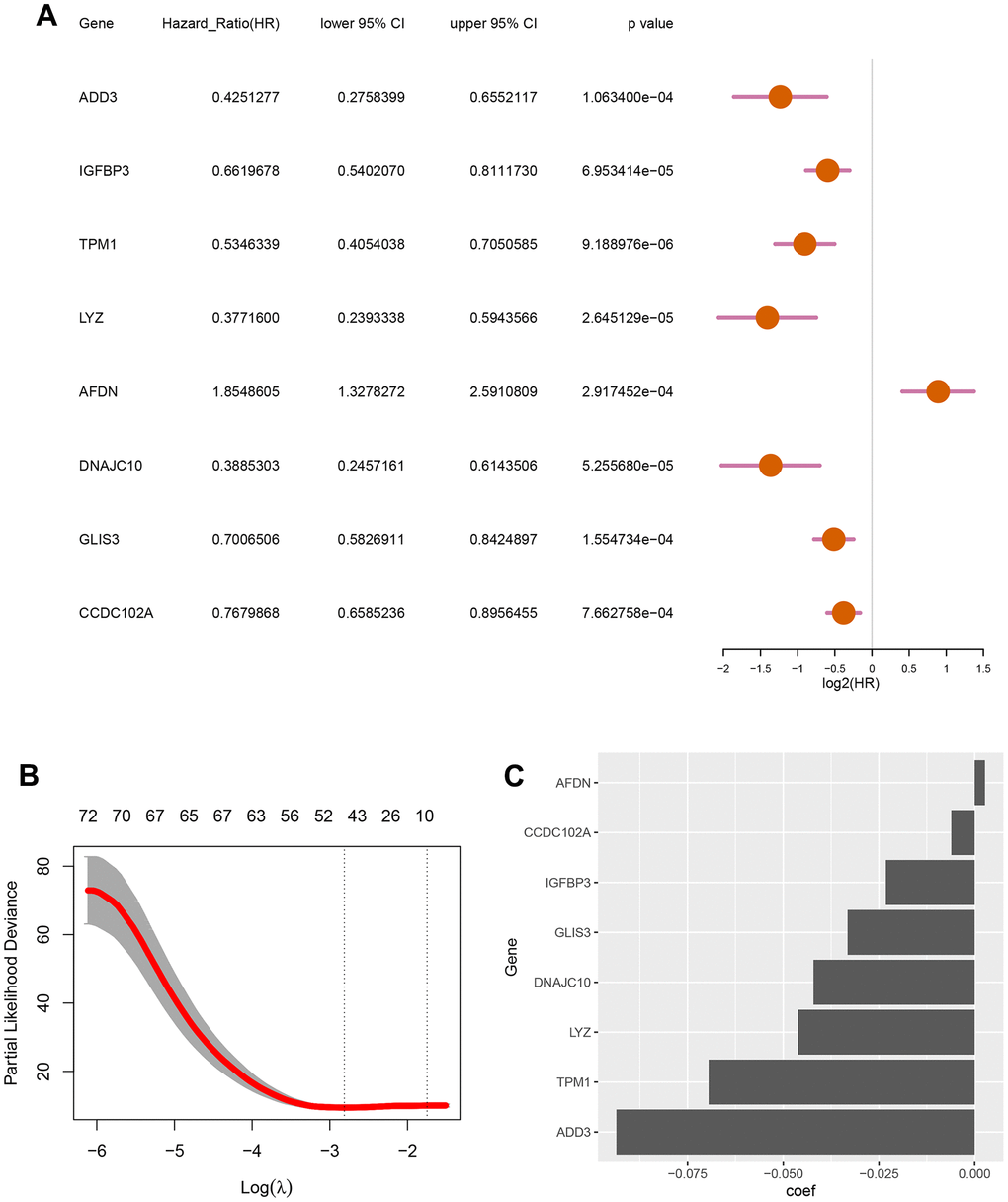 Screening for autophagy-related genes associated with the survival probability of diffuse large B-cell lymphoma. (A) Univariate Cox regression analysis for 8 autophagy-related genes correlated with the survival probability; (B) Partial likelihood deviance for the LASSO coefficients of 78 DEGs with the lambda as the tuning parameter; (C) Coefficient profiles of the 8 autophagy-related genes.