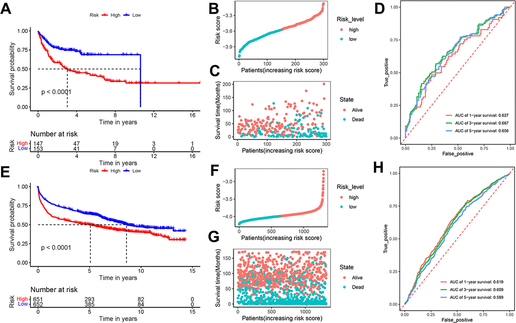 Effectiveness evaluation of the prognostic model based on the external datasets GSE10846 and GSE181063. (A) Kaplan-Meier curves, (B) risk score distribution, (C) survival time distribution, and (D) AUC scores at 1, 3, and 5 years in the dataset GSE10846; (E) Kaplan-Meier curves, (F) risk score distribution, (G) survival time distribution, and (H) AUC scores at 1, 3, and 5 years in the dataset GSE181063. Patients were divided into high-risk and low-risk groups based on the median of the risk scores.