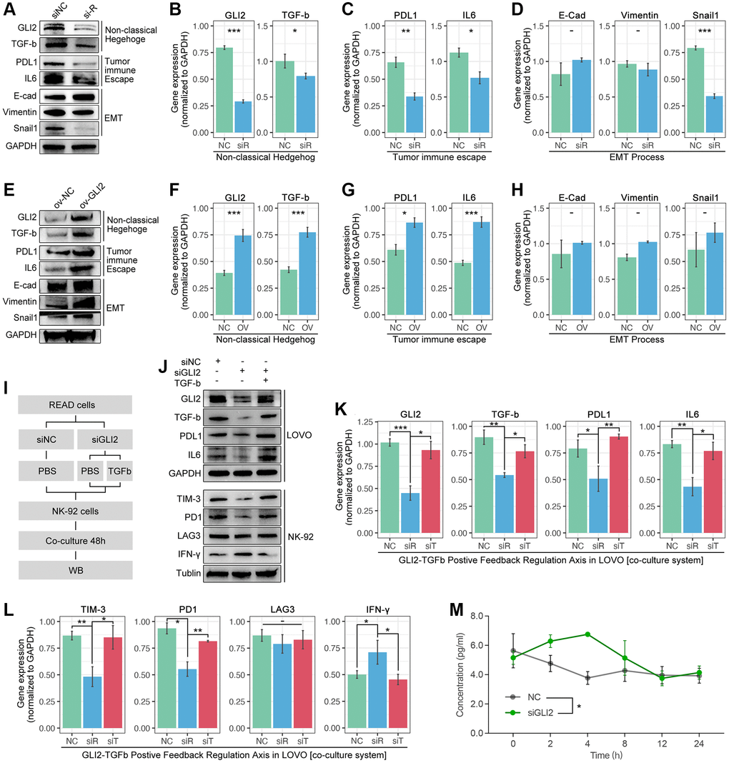 GLI2 promotes NEXT by regulating TGF-beta-mediated non-classical Hedgehog signaling. (A–D) Down-regulation of GLI2 is accompanied by down-regulation of PD-L1, TGF-beta, IL6 and snail1. (E–H) Up-regulation of GLI2 is accompanied with increased expression of PD-L1, TGF-beta, and IL6. (I) Co-culture process. (J–L) Down-regulation of tumor-derived GLI2 decreases tumor-derived TGF-beta, PDL1 and IL6, likewise the NK-derived TIM-3 and PD1, while NK-derived IFN-gamma is increased. TGF-beta active protein powder restores the expression of tumor-derived PDL1 and IL6, and NK-derived TIM-3 and PD1. (M) Down-regulation of tumor-derived GIL2 leads increased secretion of NK-derived IFN-gamma, detected by Elisa.