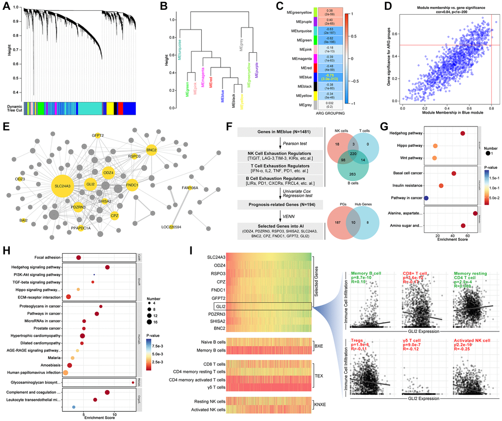 Screening ARG stratification hubgenes. WCGNA analysis is performed to collect ARG grouping-related genes, in which (A) dynamic tree shows simple sample distribution, and the algorithm finally divides genes into (B) 10 groups. (C, D) Modules show MEblue is closest to ARG grouping (R = −0.75, p = 3.0e-313). (E) CytoScape constructs network of genes in MEblue, in which ODZ3, BAI2, SLC24A3, PDZRN3, PPAPDC1A, GLI2, SHISA2, CPZ, ODZ4, GFPT2, RSPO3, FNDC1, BNC2, FAM106A and LOC220594 are key genes in ARG grouping. (F) Select NK cell exhaustion, B cell exhaustion and T cell exhaustion co-correlated genes in MEblue module, and screened by univariate cox regression, after which 10 genes are selected (ODZ4, PDZRN3, RSPO3, SHISA2, SLC24A3, BNC2, CPZ, FNDC1, GFPT2, GLI2). (G) GO pathway analysis shows 10 genes are related to Hedgehog signaling. (H) KEGG analysis shows 10 genes are related to Hedgehog signaling. (I) Gene expression and immune cell infiltration features in each sample, and GLI2 is selected to display relationship with tumor immunity.