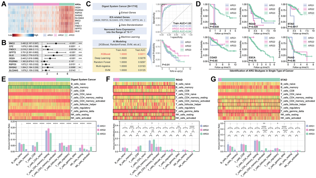 Machine learning constructs a ARG subpopulation identification model. (A) Expression and (B) Hazard ratio of ten Hubgenes in ARG subgroup. (C) Five types of machine learning algorithms are performed to construct ARG grouping models based on supervised learning, and XGBoost displays best results that its training AUC is 1.0000 accompanied with testing AUC is 0.9311, and K-M analysis shows difference in prognosis amongst XGBoost identified ARG subpopulations (p = 0.01). (D) K-M analysis in single type of cancer. Immune cell infiltration in ARG subpopulations in (E) whole digest system cohort, (F) READ cohort and (G) STAD cohort.