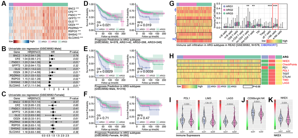 Independent cohort verification of ARG-based AI model. (A) Gene expression heatmap. (B, C) Hazard ratio of hubgenes in male cohort and female cohort in GSE39582. (D) Prognosis differences in AI model identified ARG subpopulations, in which overall survival (p = 0.021) and recurrence free survival (p = 00.019) are different in whole cohort, also different in (E) male cohort while no significance in (F) female cohort. (G) Immune cell infiltration in ARG subpopulations in GSE39582 cohort. (H–K) Immunity checkpoints expression features in ARG subpopulations.