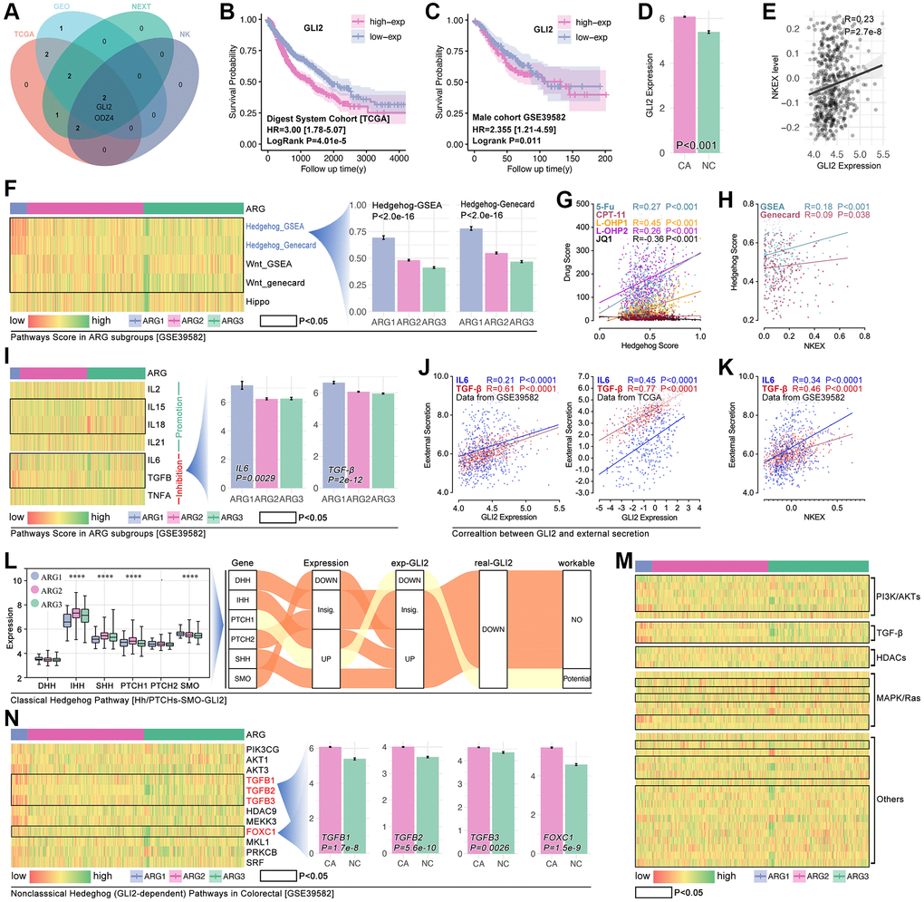 GLI2 potentially regulates NKE by non-classic Hedgehog signaling to promote drug tolerance and colorectal immunity escape. (A) Multi-cohort association analysis screens out GLI2 and ODZ4 as the closest genes in regulating NKE. K-M analysis for GLI2 in (B) TCGA cohort and (C) GSE39582 cohort. (D) GLI2 expression between colorectal tissues and adjacent tissues. (E) Correlation analysis between GLI2 and NKE score. (F) Pathways score in ARG subpopulations, and Hedgehog pathway score displays significant differences amongst ARG subpopulations (p G) The correlation between Hedgehog pathway score and drug scores. (H) Correlation between NKE score and Hedgehog pathway score. (I) NKE-related inflammation factors expression in ARG subpopulations. (J) Correlation between GLI2 and NKE regulators (IL6, TGFβ). (K) Correlation between KNE and NKE regulators (IL6, TGFβ). (L) Pathway network between GLI2 and classic Hedgehog pathway. Gene expression characteristics of non-classic Hedgehog signaling in ARG subgroups in (M) TCGA cohort and (N) GSE39582 cohort.