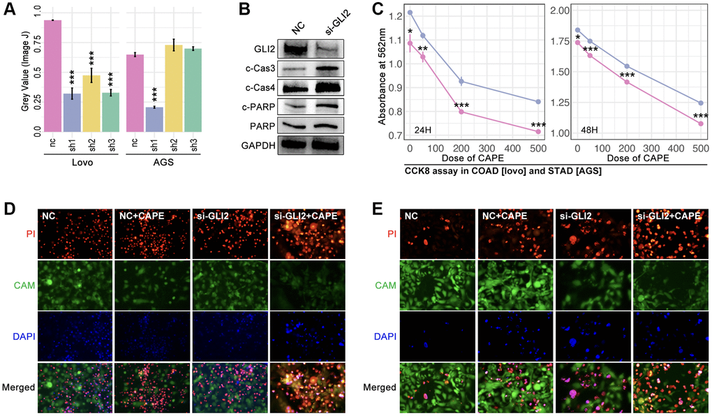 GLI2 promoted drug tolerance. (A) Expression level of GLI2 after siRNA treatment in colorectal cancer cell (lovo) and gastric cancer by (a) PCR assay and (B) WB. (C) CCK-8 assay. Alive and dead cell staining in (D) colorectal cancer and (E) gastric cancer.