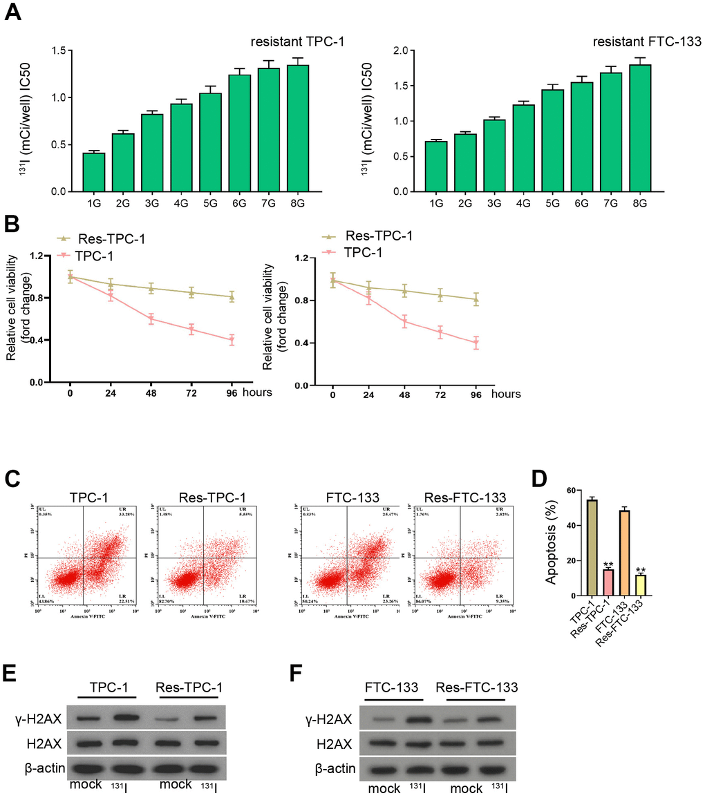 The establishment of 131I-resistant TC cells. (A–F) TPC-1 and FTC-133 cells were treated with sub-lethal 131I. (A) The 131I -resistant TPC-1 and FTC-133 cells were established after 8-continuous passages. (B) The cell viability was measured by CCK-8 assays in TPC-1, FTC-133 cells, and 131I -resistant TPC-1 and FTC-133 cells. (C, D) Flow cytometry analysis of cell apoptosis in the cells. (E, F) Western blot analysis of γ-H2AX expression in the cells. mean ± SD, ** P 