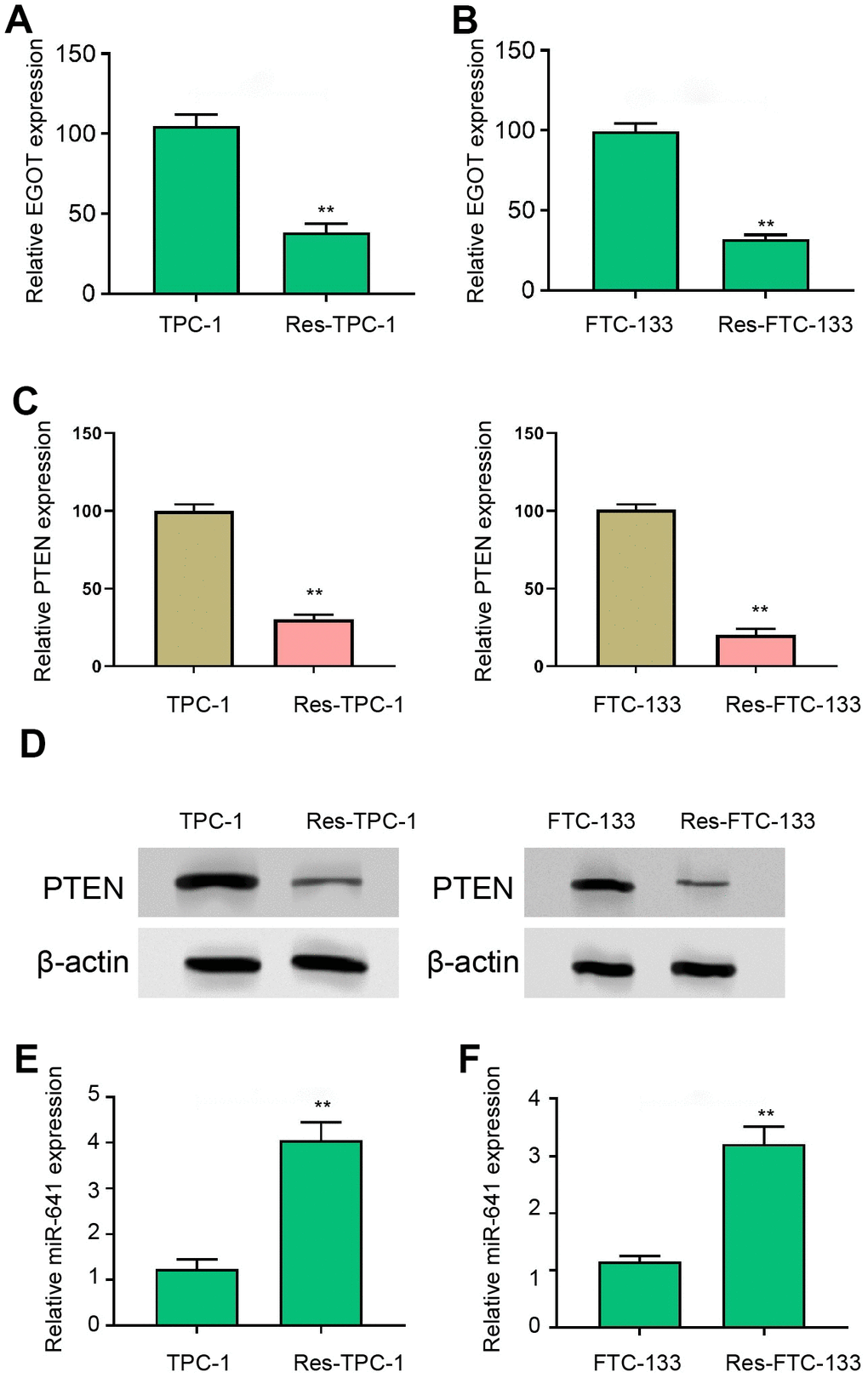 EGOT and PTEN expression is decreased and miR-641 expression is increased in 131I-resistant TC cells. (A, B) The qPCR analysis of EGOT in 131I -resistant TPC-1 and FTC-133 cells. (C) The qPCR analysis of PTEN in 131I -resistant TPC-1 and FTC-133 cells. (D) The Western blot analysis of PTEN in 131I -resistant TPC-1 and FTC-133 cells. (E, F) The qPCR analysis of miR-641 in 131I -resistant TPC-1 and FTC-133 cells. mean ± SD, ** P 