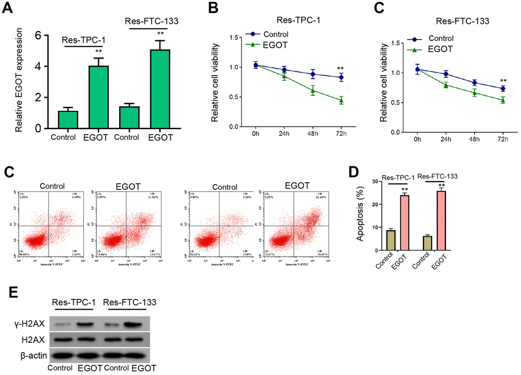 EGOT represses viability, enhances apoptosis and induces DNA damage in 131I-resistant TC cells. (A–E) The 131I -resistant TPC-1 and FTC-133 cells were treated with EGOT overexpression vectors. (A) The qPCR analysis of EGOT in the cells. (B, C) CCK-8 analysis of cell viabilities. (D) Flow cytometry analysis of cell apoptosis in the cells. (E) Western blot analysis of γ-H2AX expression in the cells. mean ± SD, ** P 