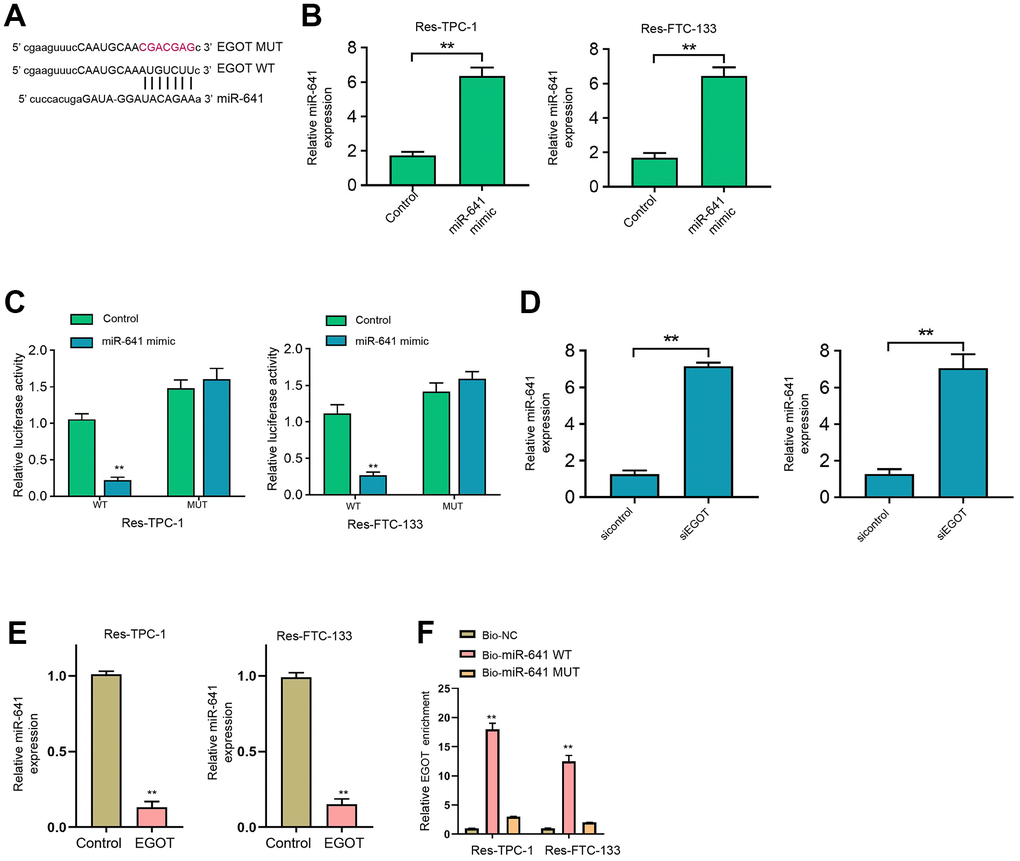 EGOT is able to sponge miR-641 in 131I-resistant TC cells. (A) The binding side prediction of EGOT and miR-641 in the ENCORI database. (B, C) The 131I -resistant TPC-1 and FTC-133 cells were treated with miR-641 mimic. (B) The qPCR analysis of miR-641 in the cells. (C) Luciferase reporter gene assays of EGOT luciferase activities. (D) The qPCR analysis of miR-641 in 131I -resistant TPC-1 and FTC-133 cells treated with EGOT siRNA. (E) The qPCR analysis of miR-641 in 131I -resistant TPC-1 and FTC-133 cells treated with EGOT overexpressing plasmid. (F) The direct interaction of EGOT and miR-641 was analyzed by RNA pull down. mean ± SD, ** P 
