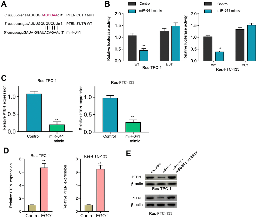 MiR-641 can target PTEN in 131I-resistant TC cells. (A) The binding side prediction of PTEN and miR-641 in the ENCORI database. (B, C) The 131I -resistant TPC-1 and FTC-133 cells were treated with miR-641 mimic. (B) Luciferase reporter gene assays of PTEN mRNA 3’UTR luciferase activities. (C, D) The qPCR analysis of PTEN in the cells. (E) The Western blot analysis of miR-641 in 131I -resistant TPC-1 and FTC-133 cells treated with EGOT siRNA, or co-treated with EGOT siRNA and miR-641 inhibitor. mean ± SD, ** P 