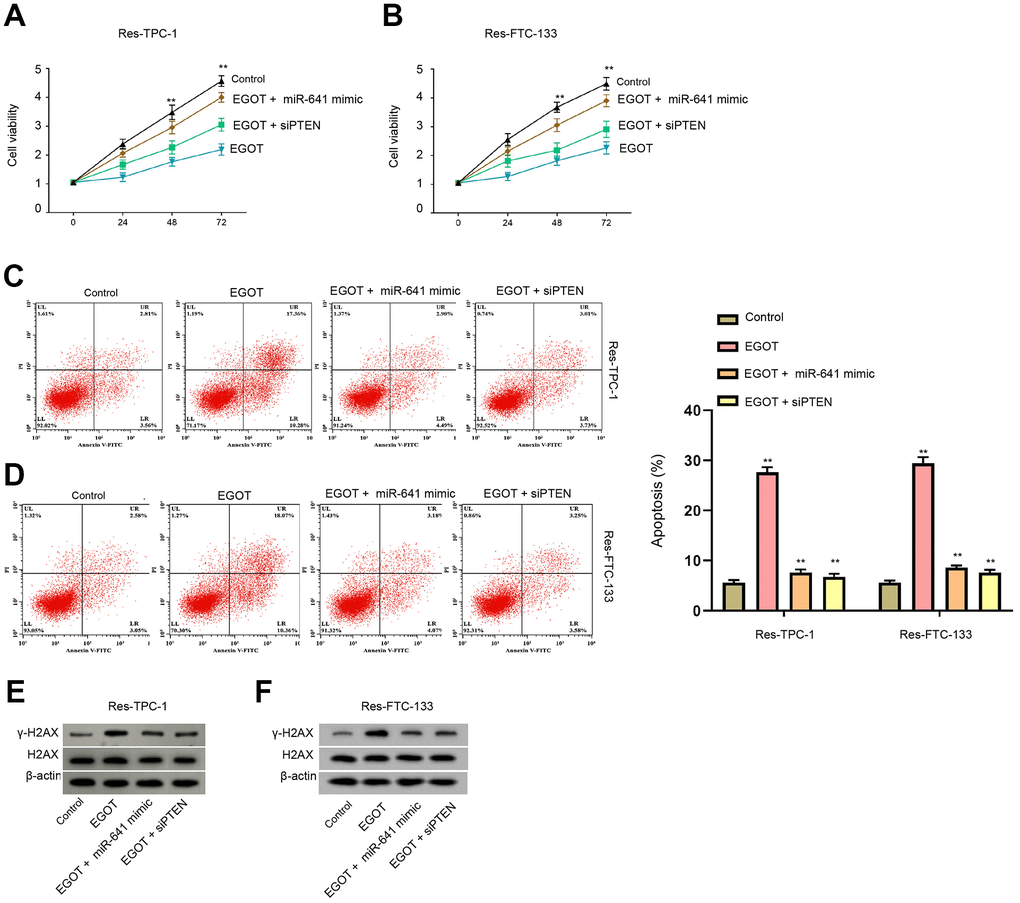 EGOT regulates viability, apoptosis and DNA damage of 131I-resistant TC cells by targeting miR-641/PTEN axis. (A–E) The 131I -resistant TPC-1 and FTC-133 cells were treated with EGOT overexpression vectors, or co-treated with EGOT overexpression vectors and PTEN siRNA or miR-641 mimic. (A, B) CCK-8 analysis of cell viabilities. (C, D) Flow cytometry analysis of cell apoptosis in the cells. (E, F) Western blot analysis of γ-H2AX expression in the cells. mean ± SD, ** P 