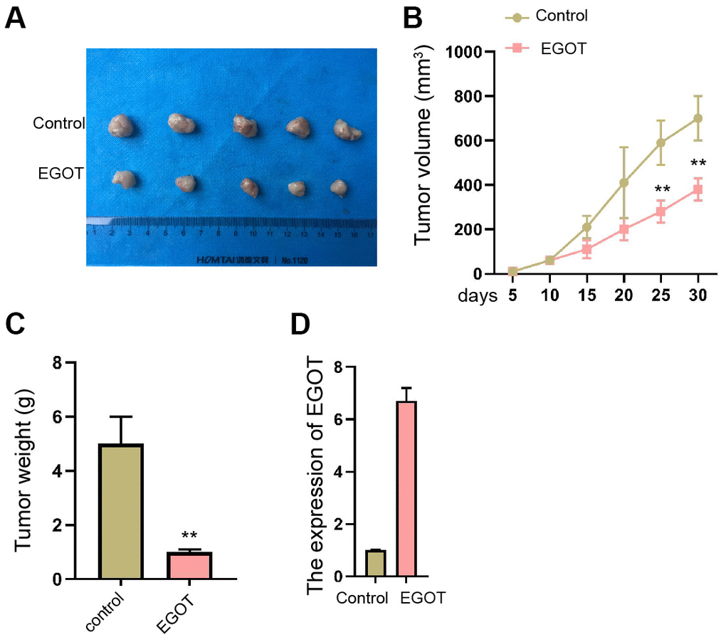 EGOT suppresses the tumor growth of TC cells in vivo. (A–D) The effect of EGOT on TC cell tumor growth was analyzed by In vivo tumor xenograft in nude mice injected with 131I-resistant TPC-1 cells. The tumor images (A), tumor volume (B), tumor weight (C), and EGOT expression (D) were shown. mean ± SD, ** P 