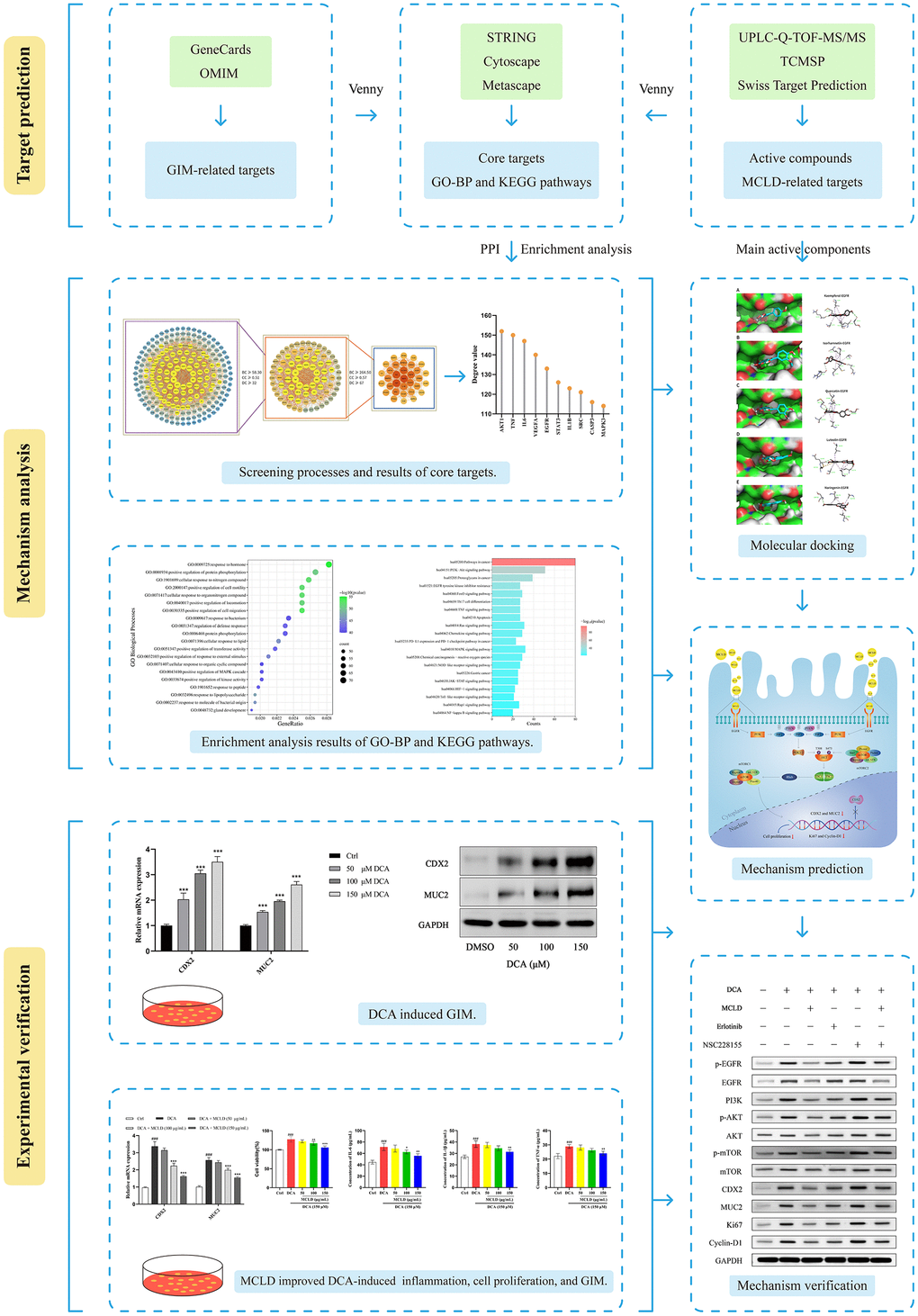 Workflow used to explore the molecular mechanism of MCLD in the treatment of GIM.