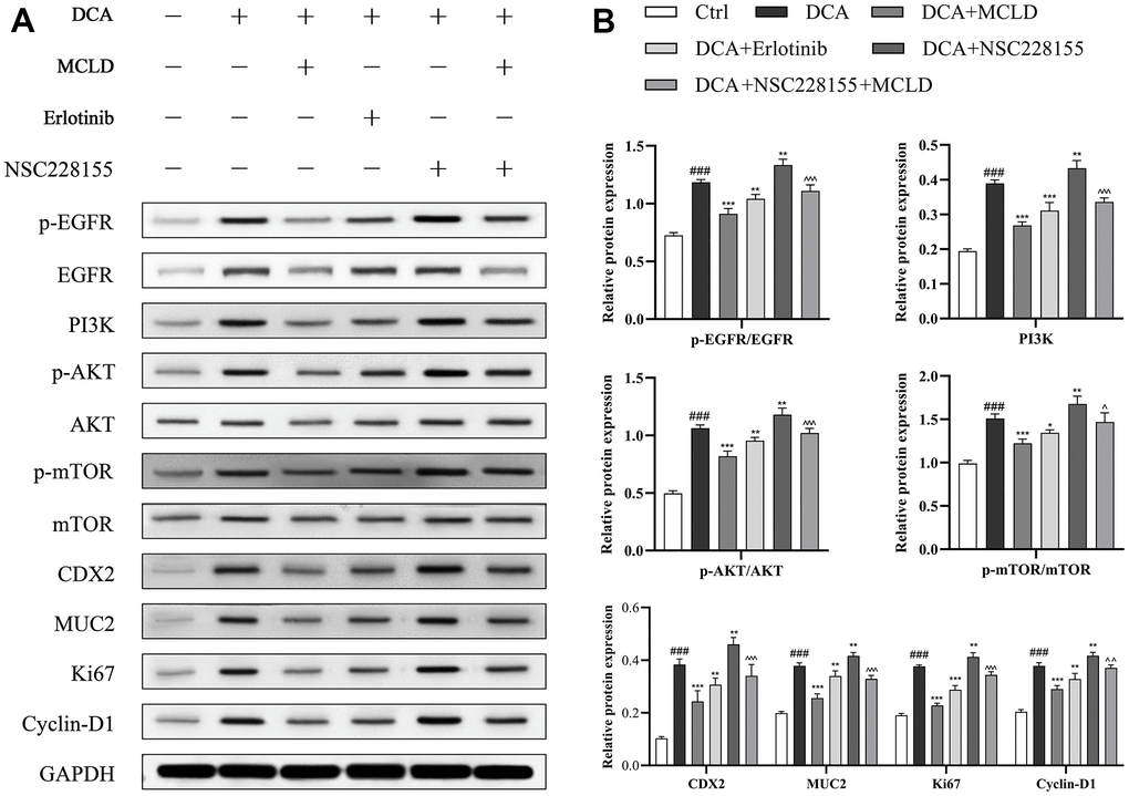 MCLD inhibited cell proliferation and GIM through the EGFR/PI3K/AKT/mTOR pathway. (A, B) Western blotting was used to detect the protein expression of EGFR, p-EGFR, PI3K, p-AKT, AKT, mTOR, p-mTOR, Ki67, Cyclin D1, CDX2, and MUC2 in DCA-induced GES-1 cells. Data are expressed as mean±standard deviation (SD) (n=3). Compared with the control group, ###P *P **P ***P ^P ^ ^P ^ ^ ^P 