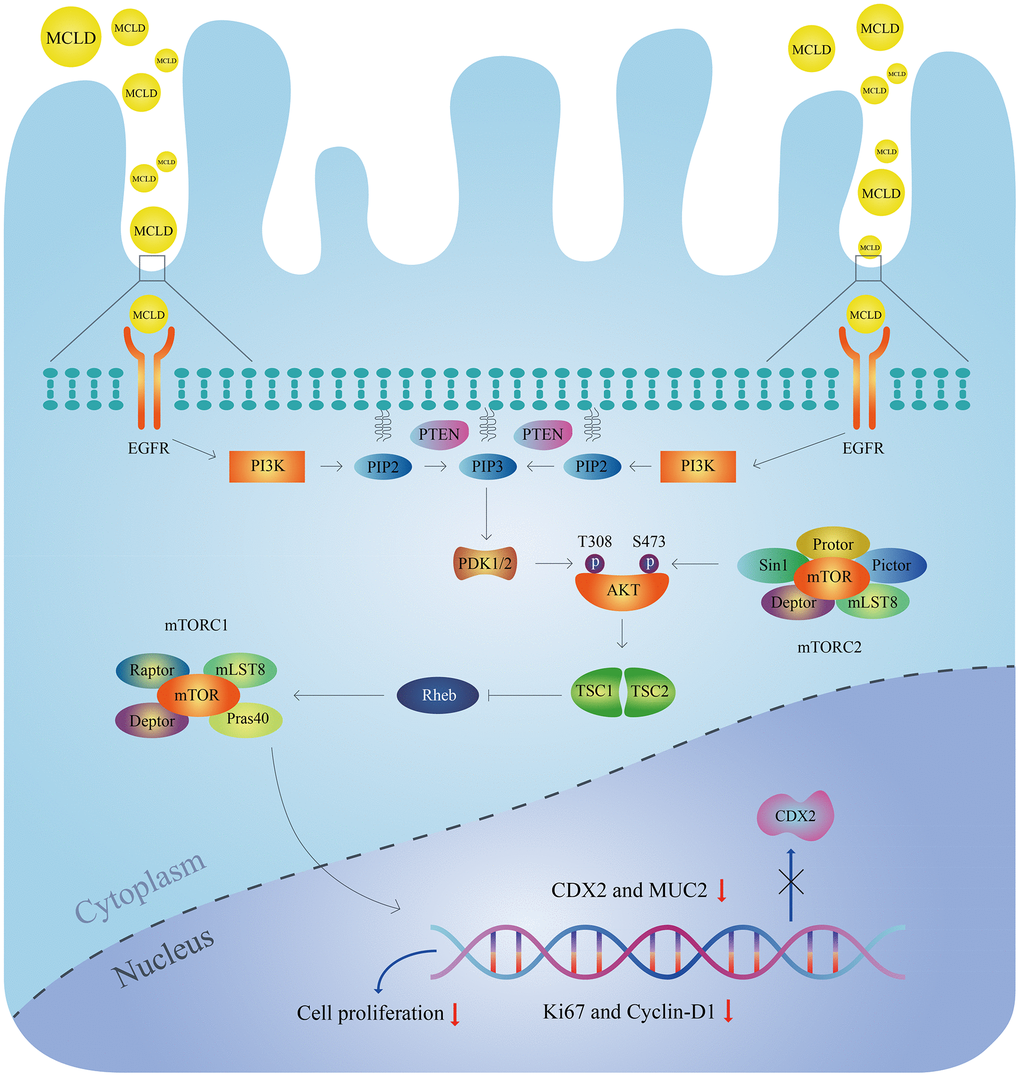 Molecular mechanisms of MCLD to improve DCA-induced GIM.