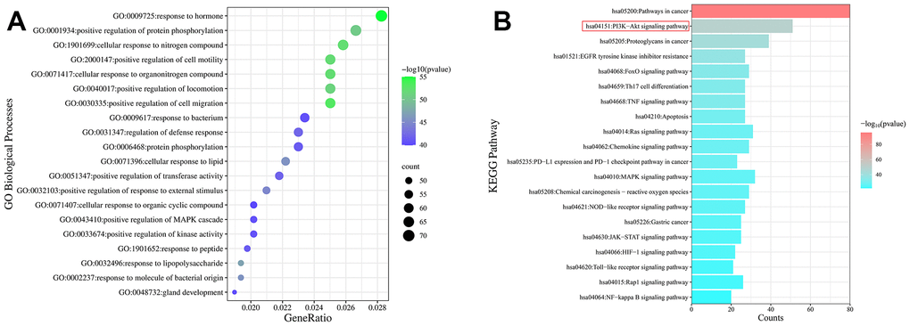 Enrichment analysis of the GO and KEGG pathways of potential targets. (A) Bubble diagram of the top 20 GO enrichment analyses identified according to biological process. The size and color of the bubbles represented the number of genes and the threshold value of the P-value of potential target enrichment in the biological process. (B) The top 20 pathways enriched by the KEGG pathway. The x-axis represents the number of targets enriched in the pathway, and the color represents the P-value.