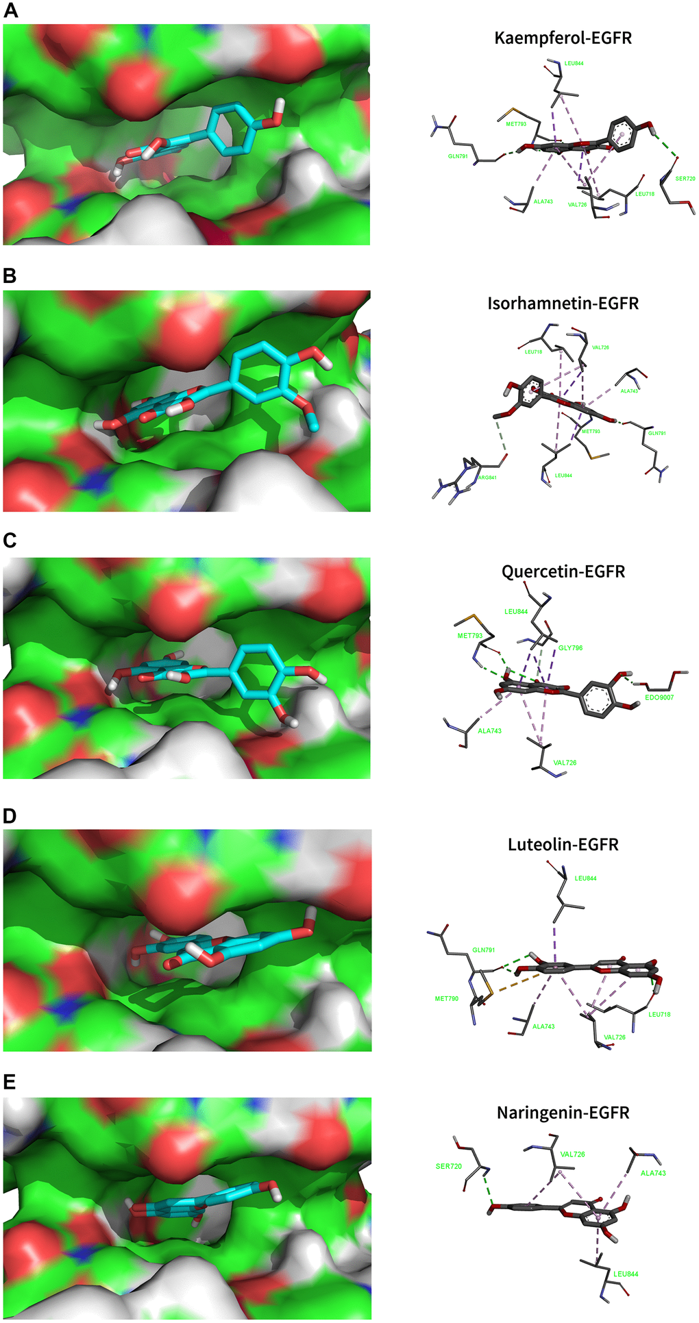 Molecular docking models that combined the main active ingredients with the core target EGFR. EGFR-PDB ID: 5UG9. Green dotted line: Conventional Hydrogen Bond; Light green dotted line: Carbon Hydrogen Bond; Purple dotted line: Pi Sigma; Light purple dotted line: Pi Alkyl. (A) Kaempferol. (B) Isorhamnetin. (C) Quercetin. (D) Luteolin. (E) Naringenin.