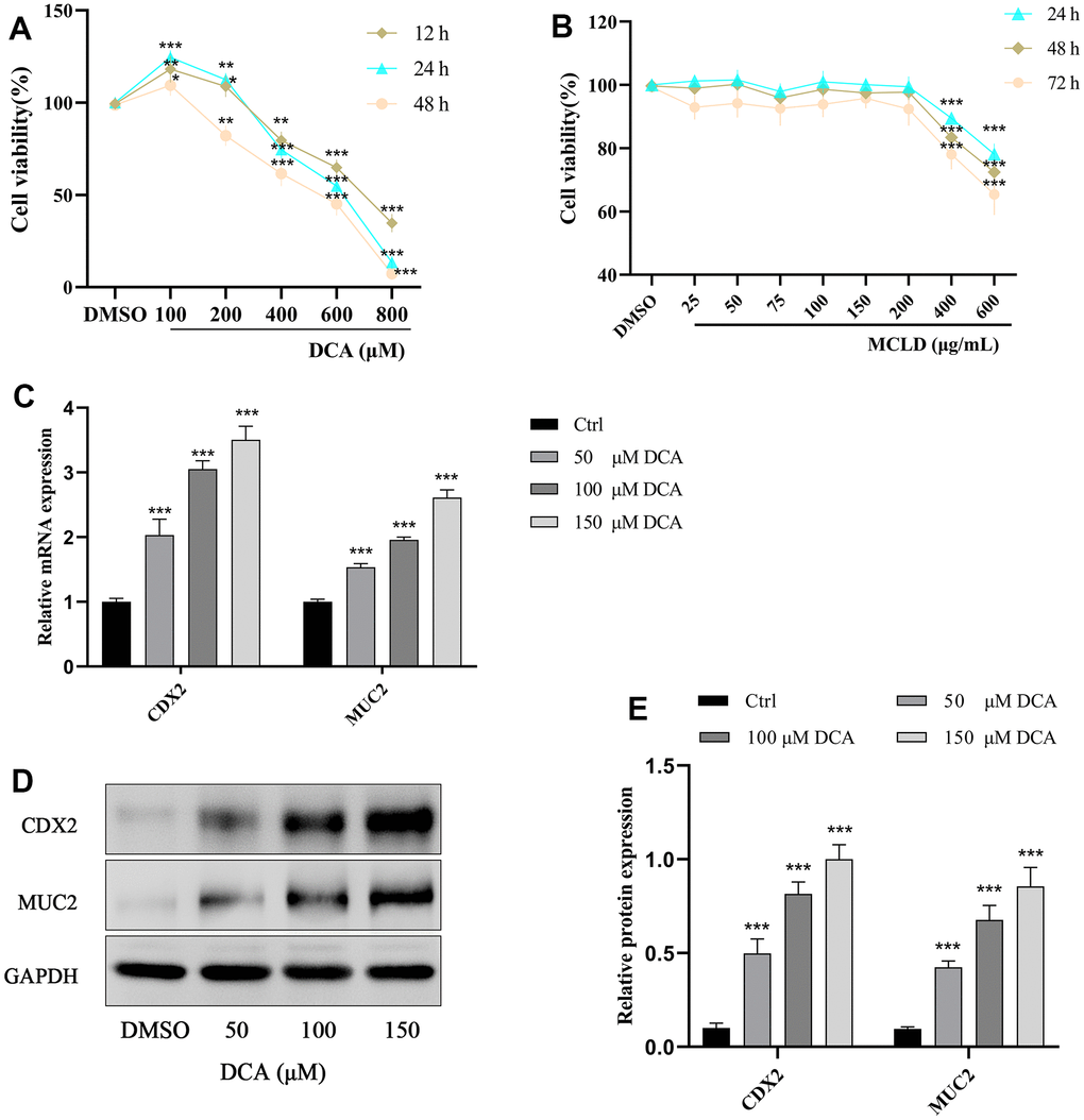 Effects of different concentrations of DCA and MCLD on the viability of GES-1 cells at different times and DCA induced the expression of CDX2 and MUC2 mRNA and protein in GES-1 cells. (A) Effects of different concentrations of DCA on the viability of GES-1 cells at different times. (B) Effects of different concentrations of MCLD on the viability of GES-1 cells at different times. (C) Effects of DCA on the expression of CDX2 and MUC2 mRNA in GES-1 cells detected by RT-qPCR. (D, E) Effects of DCA on the expression of CDX2 and MUC2 proteins in GES-1 cells detected by western blotting. Data are expressed as mean±standard deviation (SD). Compared to the control group, *P **P ***P 