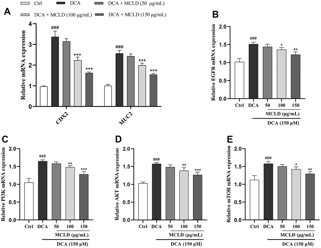 MCLD inhibited the target genes of the EGFR/PI3K/AKT/mTOR pathway and the expression of CDX2 and MUC2 mRNA. (A) Effects of MCLD on the expression of DCA-induced CDX2 and MUC2 mRNA. (B–E) Effects of MCLD on the target genes of DCA-induced EGFR/PI3K/AKT/mTOR pathway. Data are expressed as mean±SD (n=3). Compared to the control group, ###P *P **P ***P 