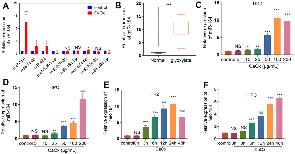 miR-184 expression features in the kidney stones model. (A) CaOx (100 μg/mL) was applied to treat HK2 cells for 24 hours. The top 10 DE miRNAs were determined by RT-PCR. (B) The rat kidney stones model was induced through the intraperitoneal injection of glyoxylate (80 mg/kg/d; 200 μL). qRT-PCR examined miR-184 expression in the kidney tissues of the rats. ***P (vs. Normal). N=10. (C, D) CaOx (5, 10, 25, 50, 100, 200 μg/mL) was applied to treat HK2 cells and HPCs for 24 hours. qRT-PCR analysis of miR-184 expression in HK2 and HPC cells. (E, F) CaOx (100 μg/mL) was applied to treat HK2 cells and HPCs for 3, 6, 12, 24, 48 hours. qRT-PCR analysis of miR-184 expression in HK2 and HPC cells. NSP>0.05, *P (vs. control). N=3.