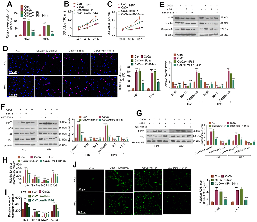 miR-184 knockdown abated renal cell damage mediated by CaOx. CaOx (100 μg/mL) was used to treat HK2 and HPC cells, with or without miR-184-in transfection, for 24 hours. (A) qRT-PCR analysis of miR-184 expression. (B, C) Cell viability was examined by CCK8 assay. (D) TUNEL staining monitored cell apoptosis. Scale bar=100 μm. (E) The profiles of apoptosis-related proteins (Mcl1, Bcl-XL, Caspase-3) were determined by Western blotting. (F) The protein profiles of the NF-κB and Nrf2/HO-1 pathways were confirmed through Western blotting. (G) The protein levels of NF-κB p65 and Nrf2 in the nucleus were verified through Western blotting. (H, I) ELISA revealed the levels of the inflammatory factors IL-6, TNF-α, MCP1, and ICAM1. (J) Cell immunofluorescence was used to examine the level of ROS. Scale bar=100 μm. **P (vs. the Con group). ^P (vs. CaOx+miR-in). N=3.