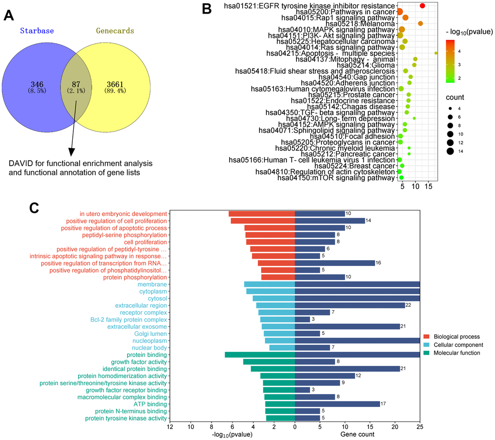 The analysis of the mechanism of miR-184. The targets of miR-184 was searched in Starbase. The targets of kidney stones were analyzed in Genecards. (A) Venny’s diagram showed that 87 genes were intersected. (B, C) Functional enrichment analysis was conducted via the online website DAVID (https://david.ncifcrf.gov/home.jsp).