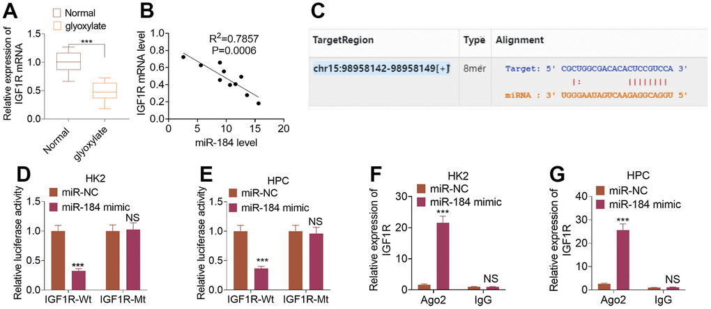 IGF1R was targeted by miR-184. The rat renal calcinosis model was induced through the intraperitoneal transfusion of glyoxylate (80 mg/kg/d; 200 μL). (A) qRT-PCR was used to ascertain IGF1R expression in rat kidney tissues. ***P (vs. Normal). N=10. (B) Pearson analysis evaluated the correlation between IGF1R and miR-184 in the renal calcinosis model. (C) The complementary base sequence of IGF1R and miR-184 in the Starbase. (D–G) Dual luciferase and RIP experiments validated the binding correlation between miR-184 and IGF1R. nsP>0.05, **P (vs. miR-NC). N=3.