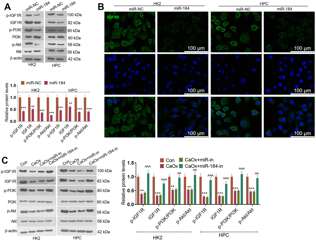 miR-184 downregulation activated the Rap1 pathway. miR-NC and miR-184 were used to transfect HK2 cells. miR-in and miR-184-in were used to transfect HPC cells with CaOx (100 μg/mL) for 24 hours of treatment. (A) Western blot analysis was used to determine the protein profiles of p-IGF1R, IGF1R, p-PI3K, PI3K, Akt, and p-Akt in the Rap1 pathway. (B) Fluorescence was conducted for evaluating IGF1R expression. Scale bar=100 μm. (C) Western blot analysis was used to determine the protein profiles of p-IGF1R, IGF1R, p-PI3K, PI3K, Akt, and p-Akt in the Rap1 pathway. **P (vs. Con). ^^P (vs. CaOx+miR-in). N=3.