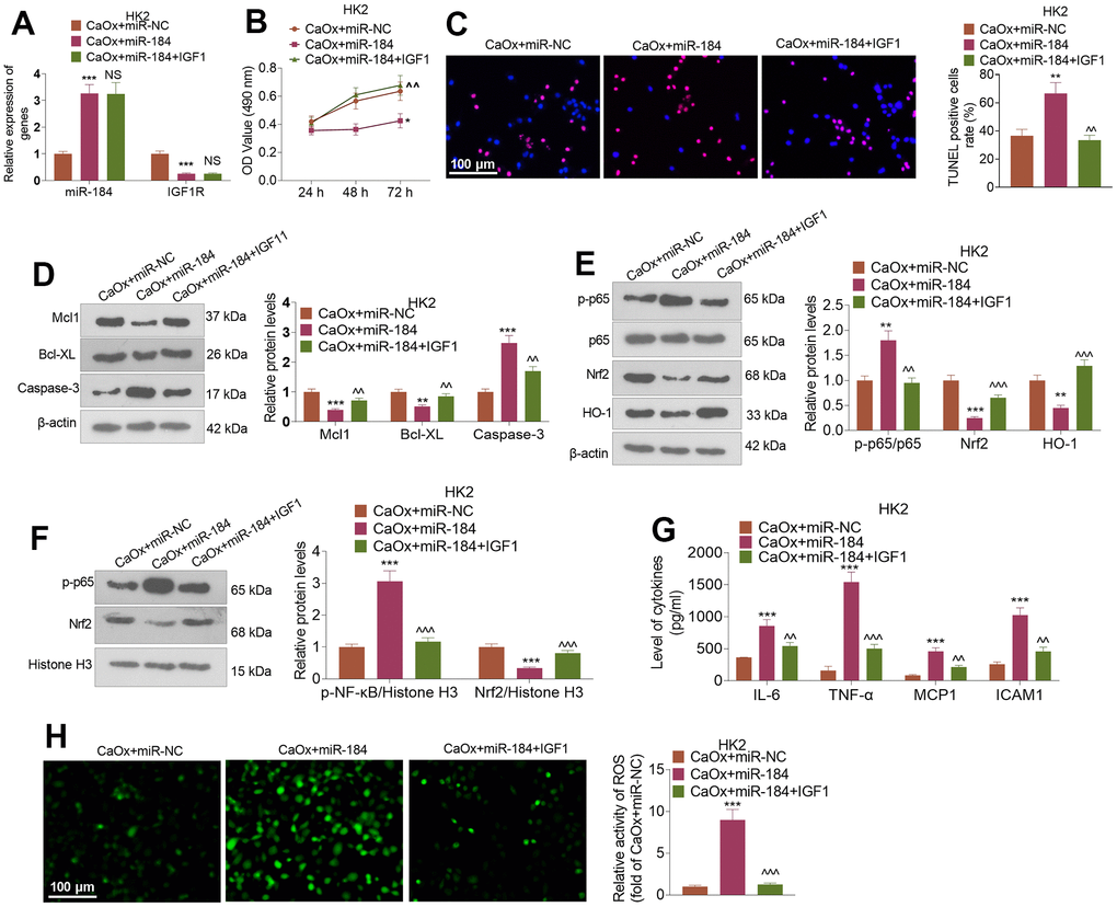 IGF1 treatment attenuated miR-184-mediated renal cell damage. CaOx (100 μg/mL) was used to treat HK2 cells transfected with miR-184 mimics and IGF1 (100ng/ml) treatment for 24 hours. (A) qRT-PCR was used to examine the profiles of miR-184 and IGF1R. (B) CCK8 assay was used to check cell viability. (C) TUNEL staining monitored cell apoptosis. Scale bar=100 μm. (D) Western blot analysis was used to determine the profiles of apoptosis-related proteins. (E, F) Western blot analysis was used to determine the profiles of the NF-κB and Nrf2/HO-1 pathways. (G) ELISA revealed the levels of the inflammatory cytokines IL-6, TNF-α, MCP1, and ICAM1. (H) Immunofluorescence evaluated the activity of ROS. Scale bar=100 μm. *P (vs. CaOx+miR-NC). ^^P, ^^^P (vs. CaOx+miR-184). N=3.