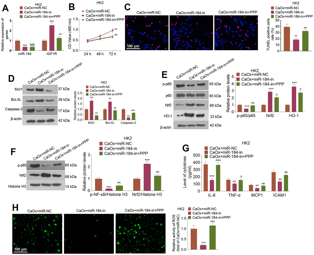 IGF1R pathway inhibition reversed the inhibitory impact of miR-184 knockdown on renal cell impairment. Following transfection with miR-184-in and intervention with IGF1R pathway inhibitors (PPP, 1 μMnM), HK2 cells were treated with CaOx (100 μg/mL) for 24 hours. (A) The profiles of miR-184 and IGF1R were determined by qRT-PCR. (B) A CCK8 assay was performed to examine cell viability. (C) Cell apoptosis was monitored through TUNEL staining. Scale bar=100 μm. (D) Western blot analysis of the profiles of apoptosis-associated proteins. (E, F) Western blot analysis verified the profiles of the NF-κB and Nrf2/HO-1 pathways. (G) The levels of the inflammatory cytokines IL-6, TNF-α, MCP1, and ICAM1 were determined by ELISA. (H) Immunofluorescence evaluated the activity of ROS. Scale bar=100 μm. *P (vs. CaOx+miR-in). nsP>0.05, ^P (vs. CaOx+miR-184-in). N=3.