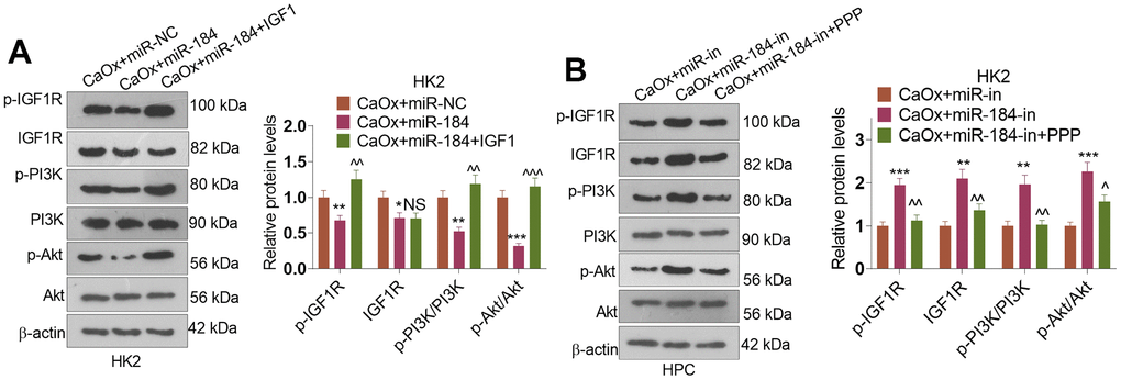 The alteration of IGF1-PI3K-Akt pathway by miR-184. CaOx (100 μg/mL) was used to treat HK2 cells transfected with miR-184 mimics or miR-184-in. (A, B) Western blot was performed to determine p-IGF1R, IGF1R, p-PI3K, PI3K, Akt, and p-Akt in HK2 cells. *P (vs. CaOx+miR-in). NSP>0.05, ^P (vs. CaOx+miR-184 group or CaOx+miR-184-in). N=3.