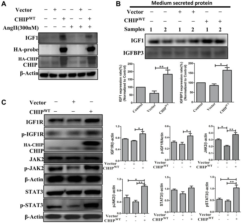 Regulation of growth factors secretion (IGF1 & IGFBP3) in rADSCs. (A) Effects of co-chaperone CHIP overexpression on IGF1 secretion against Ang II challenge for 24 h in rADSCs by immunoblot analysis. (B) Level of secreted proteins such as IGF1 and IGFBP3 was estimated by Western blot after 24 h transfection of HA-vector and HA-CHIP wild-type in rADSCs. (C) Expression levels of IGF1R and its downstream signaling proteins after overexpression with either HA-vector or HA-CHIP wild-type for 24 h were analyzed by Western blotting. (N = 3; *p **p 